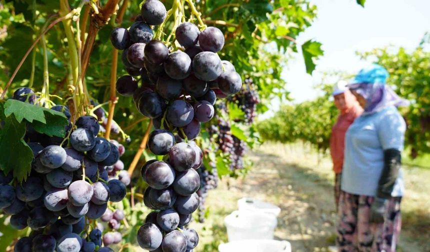 Manisa'da yaş üzüm hasadı başladı