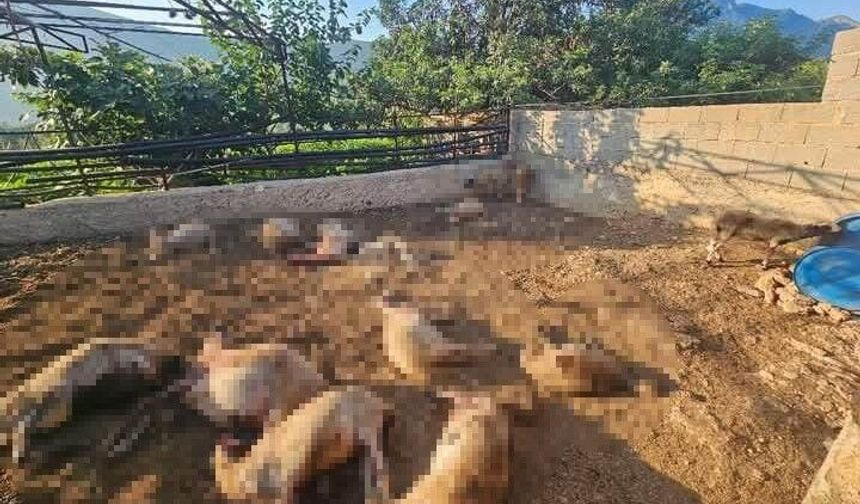 Mersin'de ağıla giren kurtlar 29 koyunu telef etti