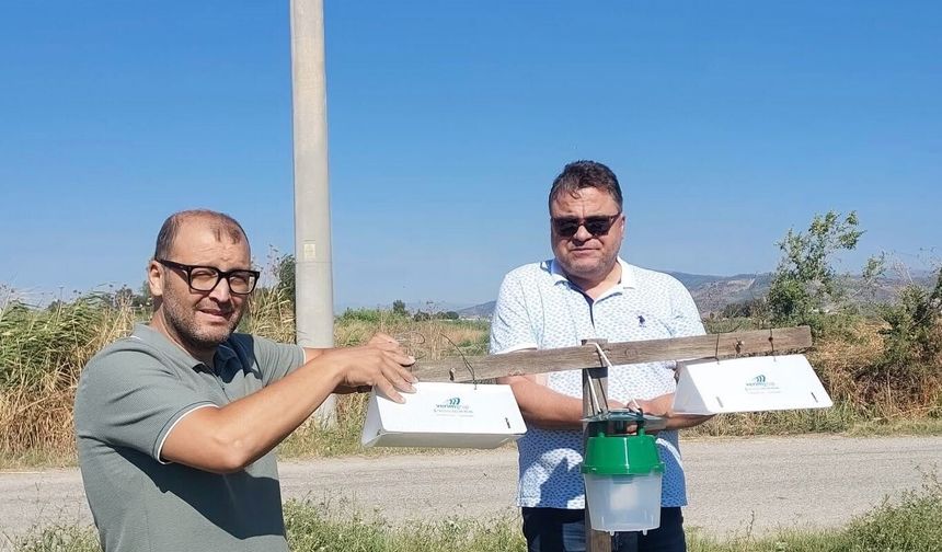 Pamuk tarlalarında zararlı takibi için feromon tuzakları kuruldu