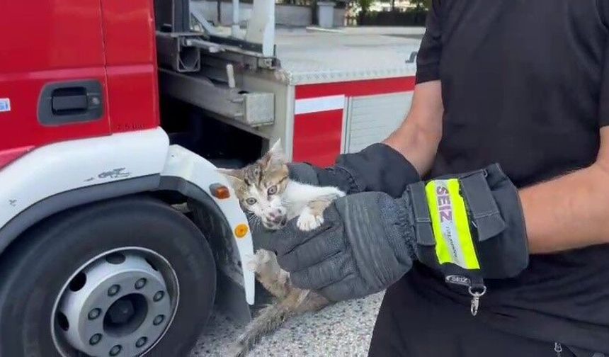 Saatlerce ağaçta bekledi, duyarlı vatandaşın çağrısıyla kurtarıldı