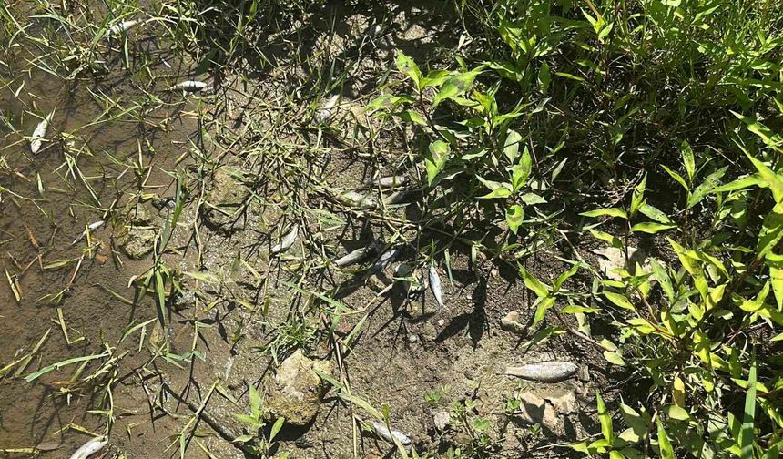 Samsun'da derede toplu balık ölümleri: Mahalleli kalıcı çözüm istiyor