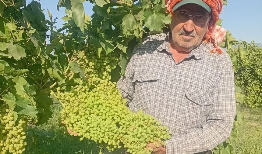 Sarıgöl'de dev salkımlar ihracat yolunda
