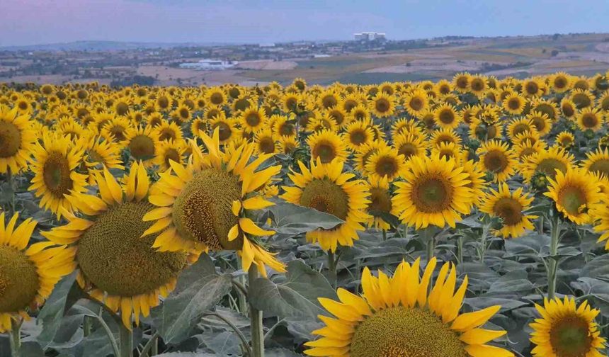 Tekirdağ'da ayçiçeği tarlaları görsel şölene dönüştü