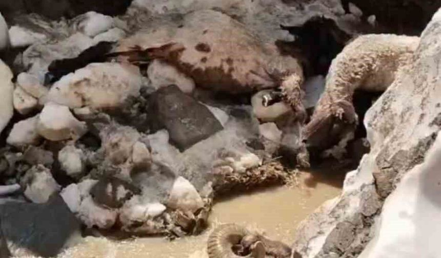 Yüksekova'da kar kütlesi çöktü: 25 küçükbaş hayvan telef oldu