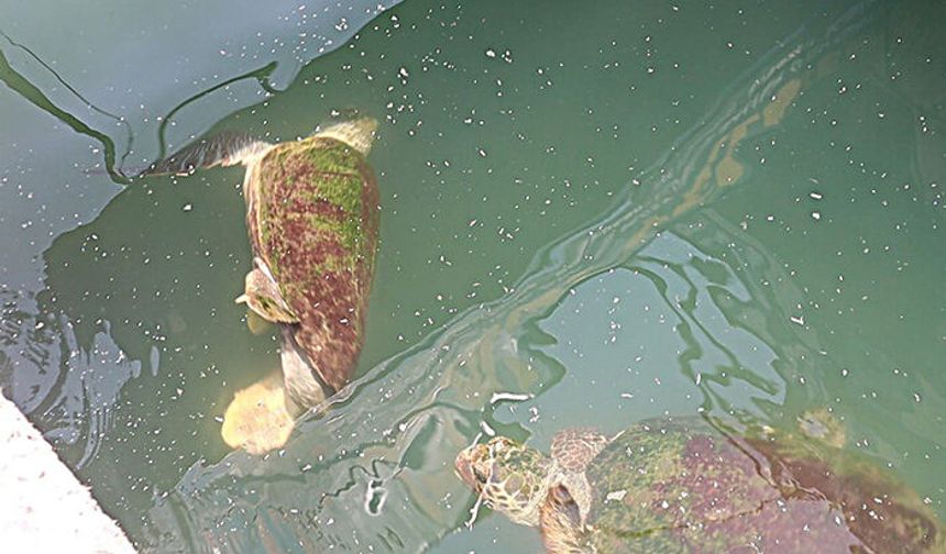 Mersin’de suda eğlenceli dakikalar: Caretta carettalar birbirilerini kovaladı