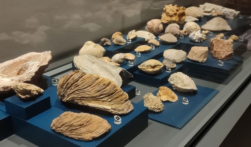 Mersin’de bulunan fosiller, Arkeoloji Müzesi’nde sergileniyor