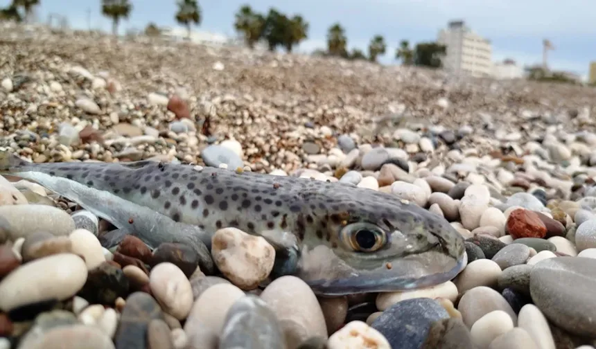 Mersin'in istilacı tür sorununa devlet desteği büyüdü