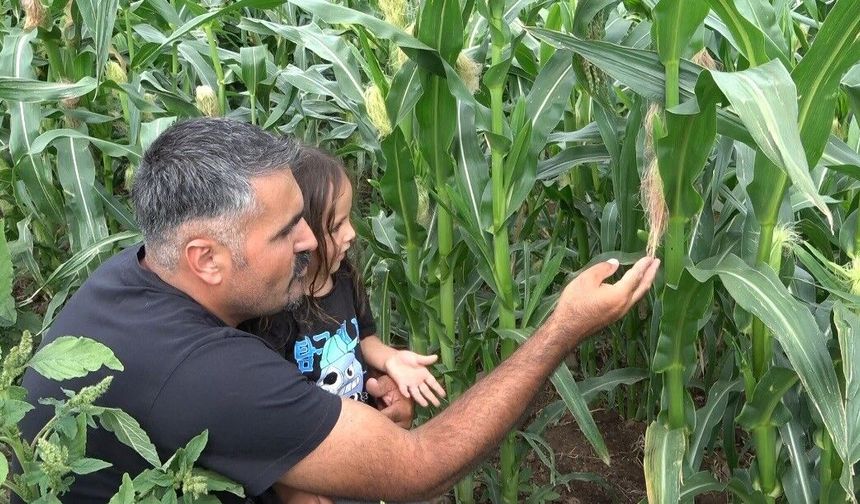 20 yıl sonra Rusya'dan memleketine döndü, ata tohumunu yeniden yaşattı