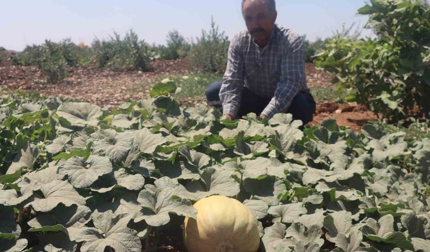 Asırlık tatlar sofralara gelmeye başladı