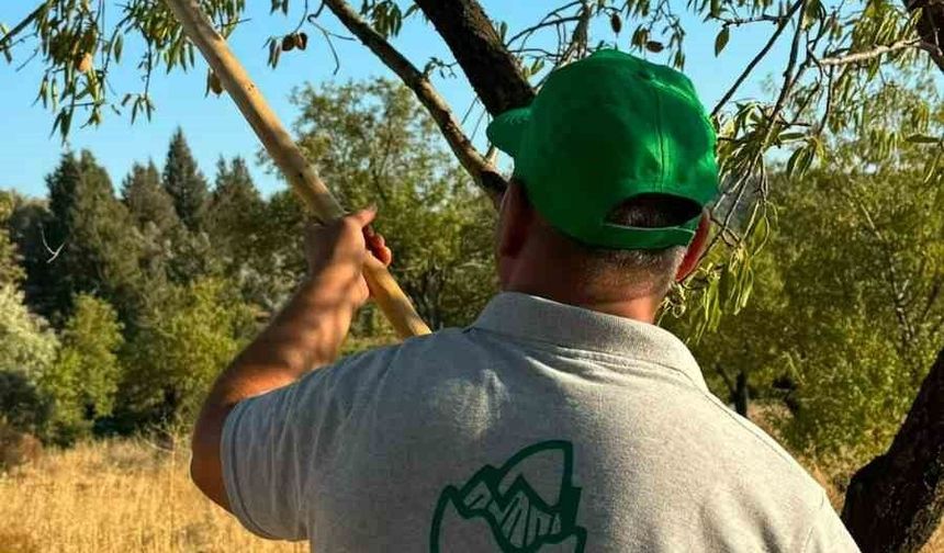 Datça'da badem hasadı başladı