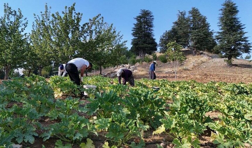 Deprem sonrası hayatını yeniden inşa etti, köyüne döndü: Şimdi kabak yetiştiriyor