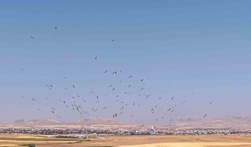 Düden Gölü'nde leyleklerin dansı havadan görüntülendi