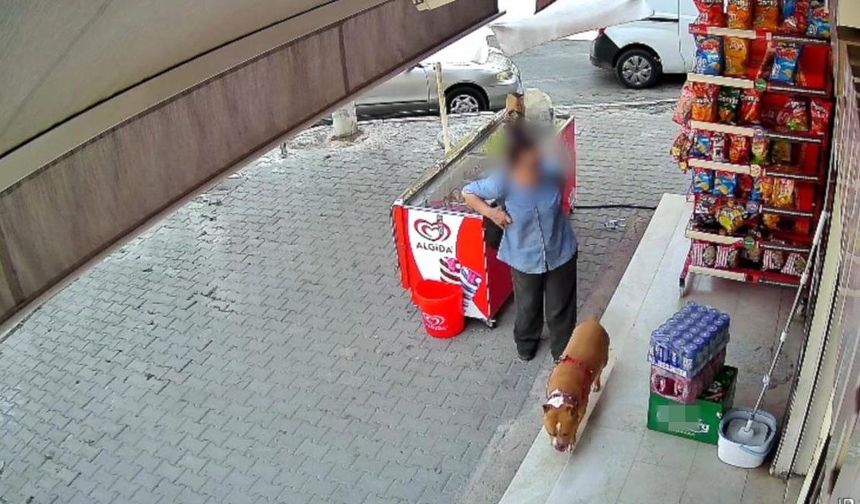 İzmir'de pitbull saldırısı: 5 çocuk annesi kadının parmağı koptu