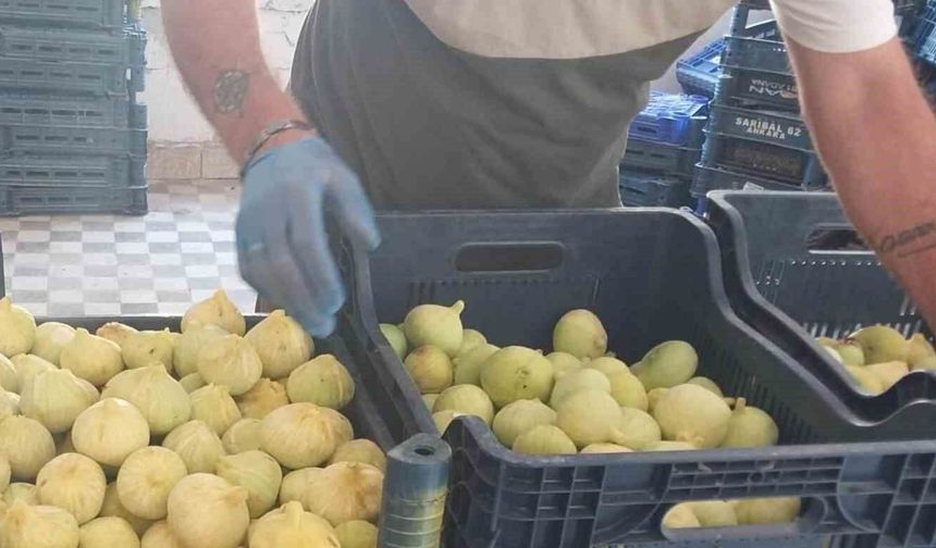 Mersin'de beyaz incirde 'yok yılı': Rekoltenin 90 bin tondan 30 bin tona düşmesi bekleniyor