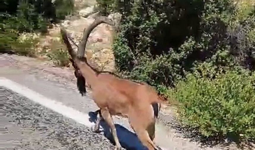 Mersin'de dağ keçisi yola indi, sürücüler araçlarını durdurdu