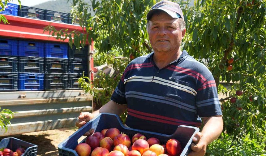 Meyve suyu fabrikaları üreticiden aldıkları ürünün fiyatları iyice dibe vurdu