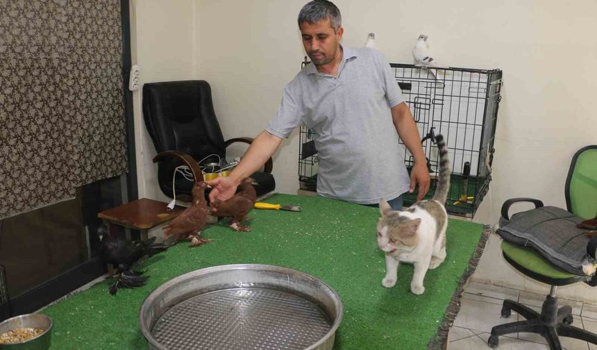 Milyonluk güvercinleri 'azılı düşmanları' koruyor