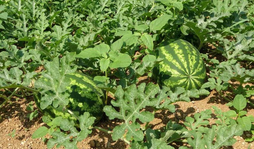 Yalıncak karpuzu üretimi eski günlerini arıyor