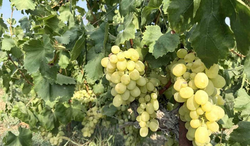 Yüksek rekolte üzüm fiyatlarını düşürdü