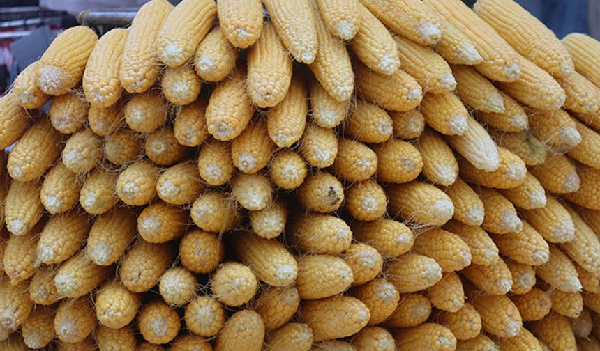 Zam yağmuru Mersin'de süt mısırı da vurdu