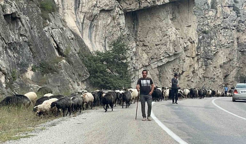 Artvin'de yaylalardan dönüş başladı
