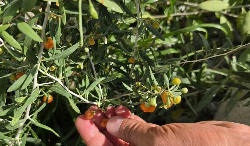 Çin tıbbının 2 bin yıllık şifa kaynağı 'Goji Berry' Bitlis topraklarında hayat buldu