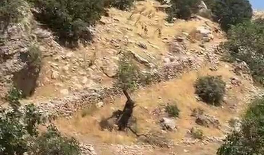 Diyarbakır dağları yaban keçilerine emanet