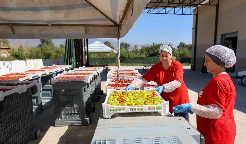 Efeler'de kadın emeğiyle kışlık hazırlığı başladı