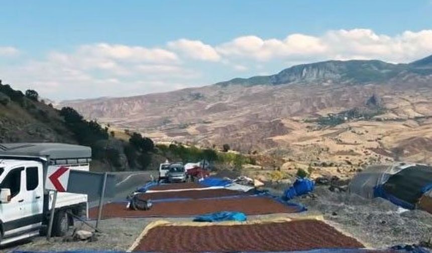Fındık üreticilerinin güneş arayışı
