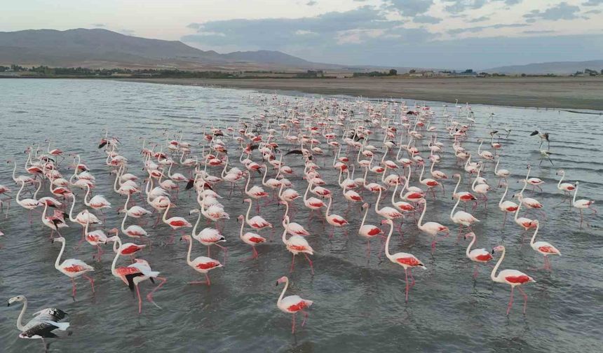 Gecikmeli gelen flamingolar Erçek Gölü'nü renklendirdi