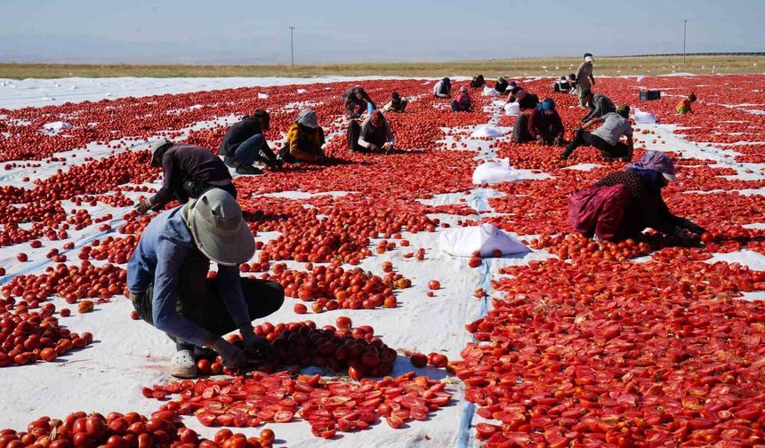 Güneş ve poyrazla kurutulan Niğde domatesi dünya sofralarına ulaşıyor