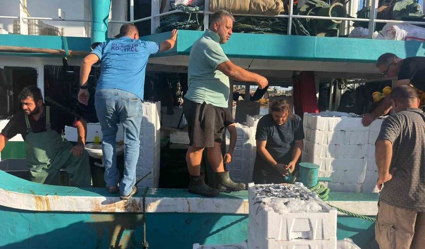 Hamsi avında kota dönemi başladı, denetimler sürüyor