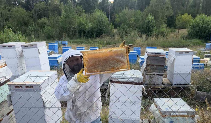 Hobi olarak 3 kovanla başladı, şimdi 250 arı kovanı var