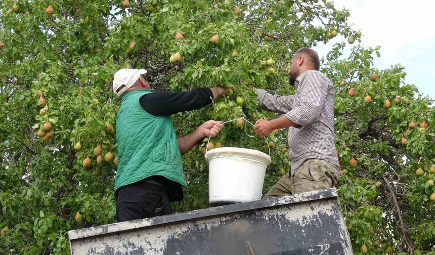 Malatya'nın tescilli bal armudunda hasat başladı