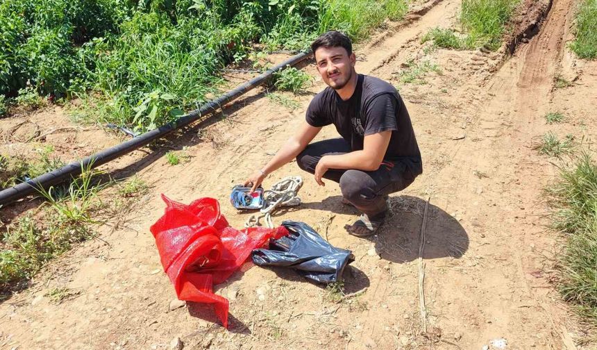 Salçalık biberi önce hırsızlar hasat etti