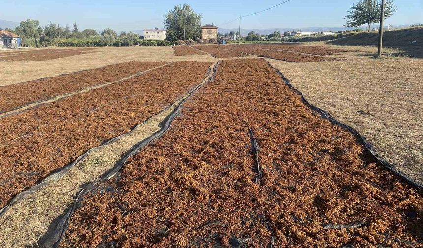 TMO'nun kuru üzüm alımı çiftçiyi rahatlattı