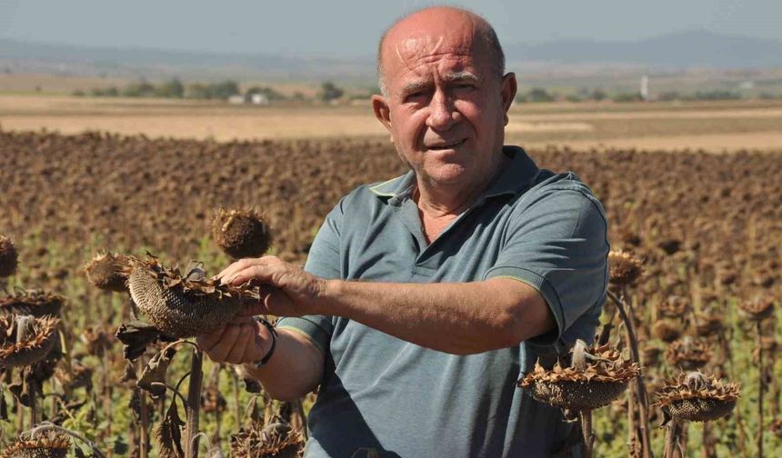 Trakya'da üreticiler ayçiçeği hasadında sona yaklaştı
