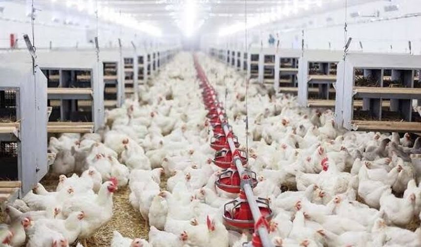 Tavuk eti üretimi Temmuz ayında yüzde 8,4 oranında artarak 251 bin 861 ton oldu