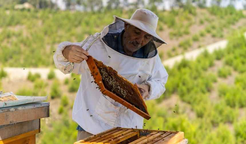 Tıbbi aromatik bitkiler yuva oldu: Manavşa Arı Merası ilk balını verdi