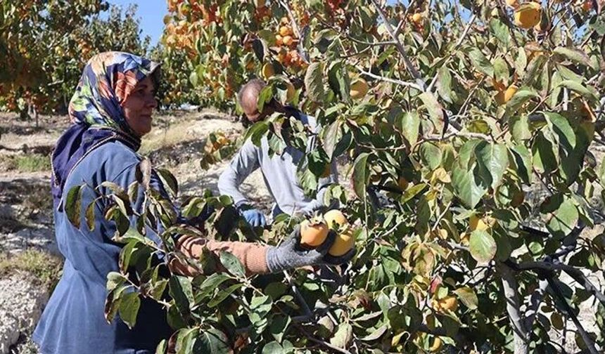 Akdeniz Ziraat Odası'ndan bütçe teklifine tepki: “Tarım, milli güvenlik meselesidir”