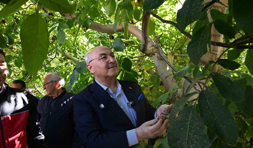 Çameli ceviz üretiminde Türkiye'de ilk sırayı hedefliyor