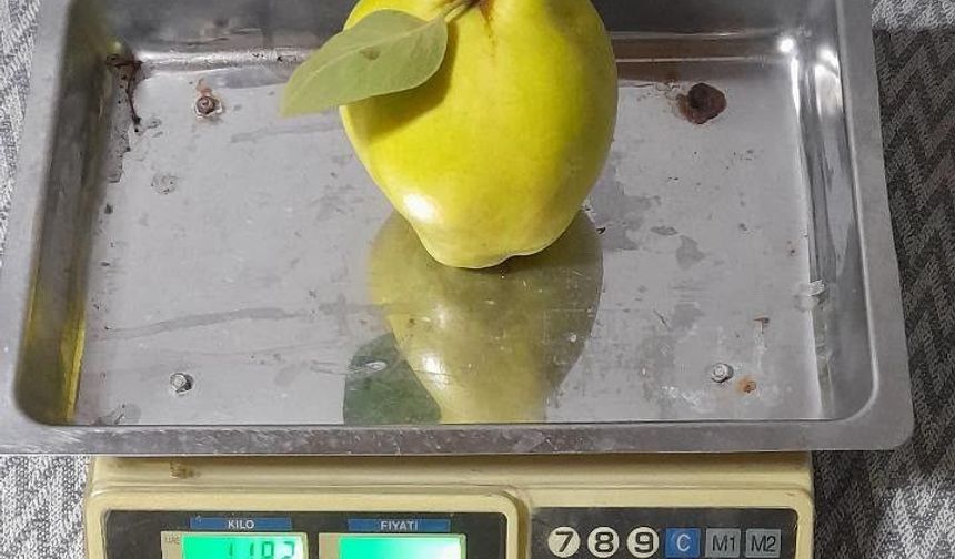 Dalların altın sarısı tartıyı zorladı