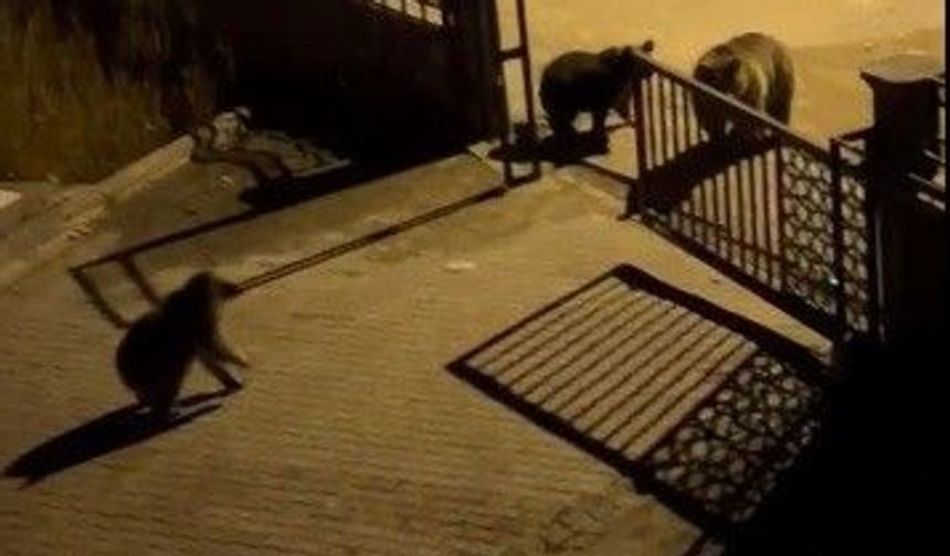 Kars'ta vatandaşın ayıya ile güldüren tepkisi: 'Ne buldun da yiyorsun'