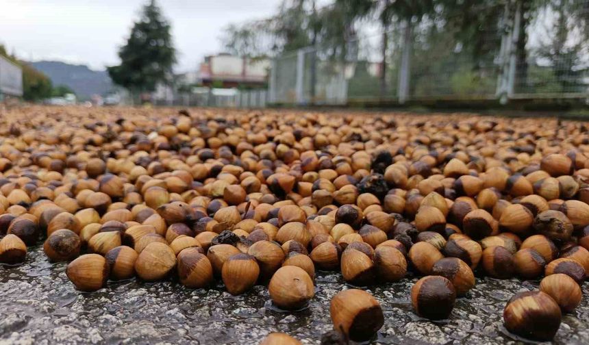 Ordu'da fındık üreticilerinin yağmur mesaisi