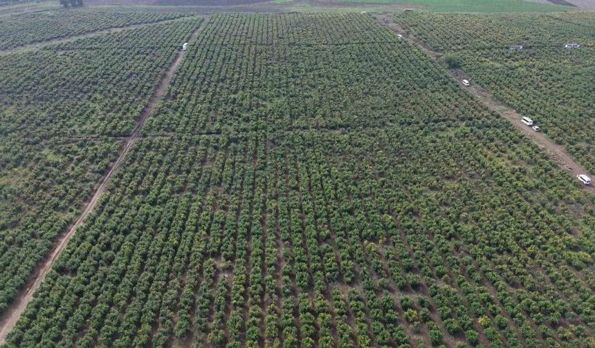Osmaniye'de nar bahçesinde hasat başladı