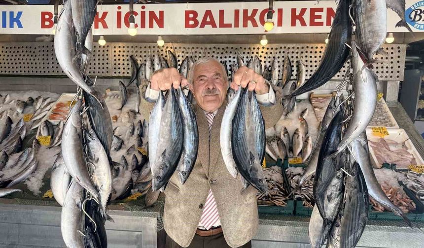 Palamutta bereket, kilosu 100 TLl'ye düştü