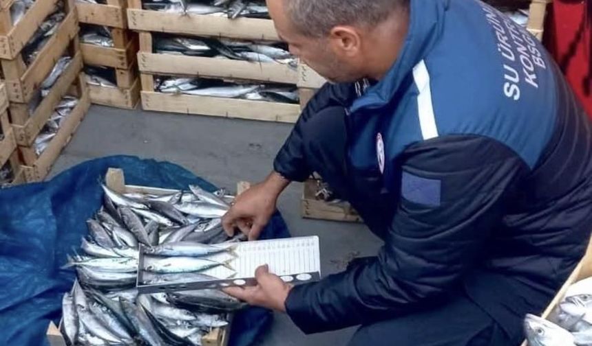 Mersin'de yasa dışı balık avcılığına karşı denetimler sürüyor