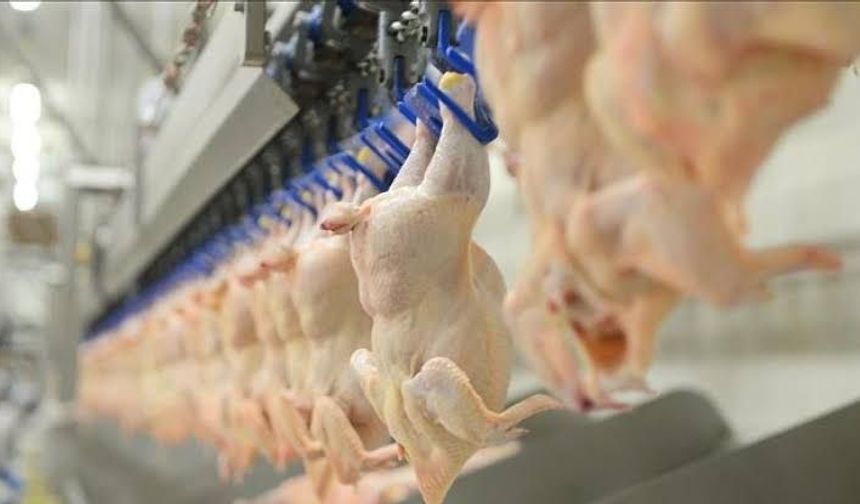 Ağustos ayında tavuk eti üretimi 237 bin 749 ton olarak gerçekleşti