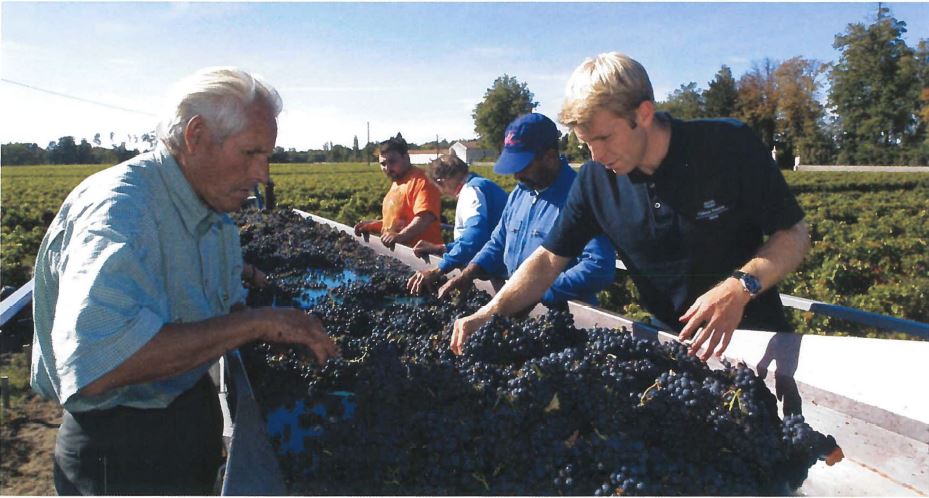 Medoc Vineyard