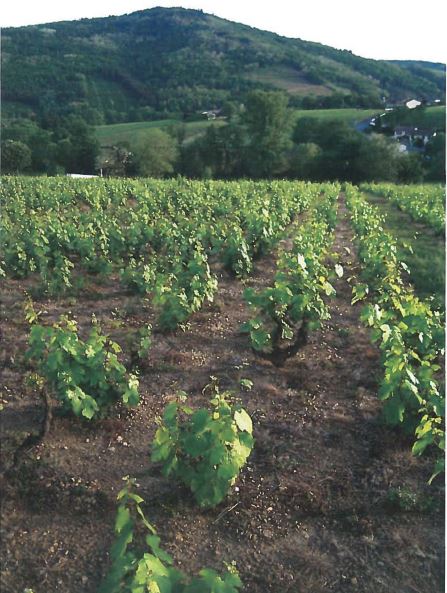 Gamay Vines